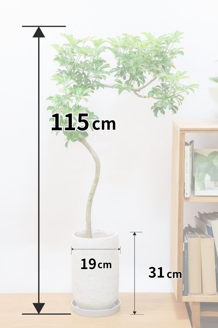 ☆ シェフレラ◦レナータ♪ 158cm リビングサイズ♪ シェフレラ・レナータ I インドアプランツ I プラントソサエティ