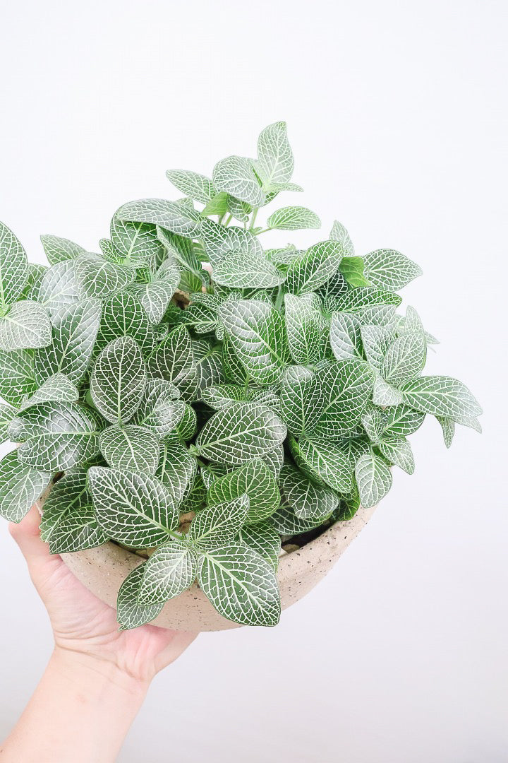 【フィットニア】APEGOでは初めての入荷です！表面の繊細で細やかな葉模様がたまらなくかわいいんですよね！