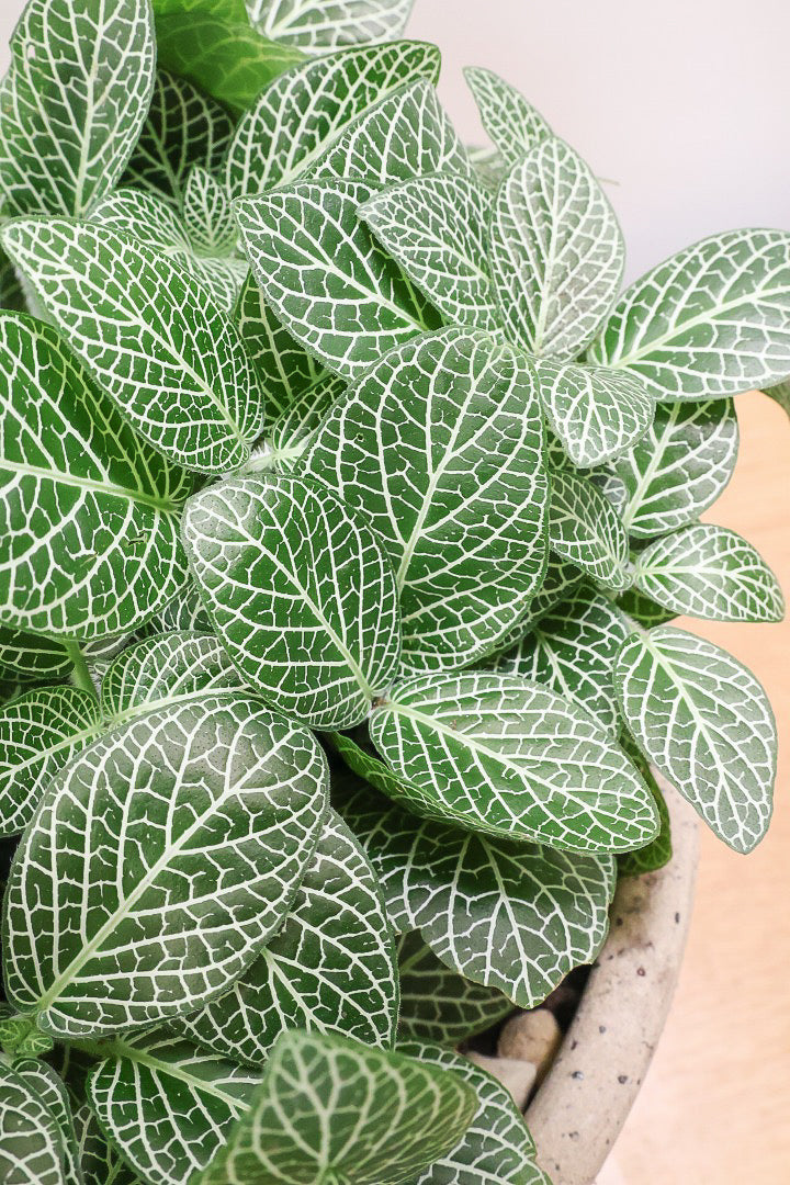【フィットニア】APEGOでは初めての入荷です！表面の繊細で細やかな葉模様がたまらなくかわいいんですよね！