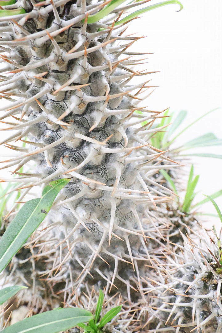 【パキポディウム ラメリー】今回は豪快な大き目サイズ！この幹には惚れ惚れしちゃいますよ！
