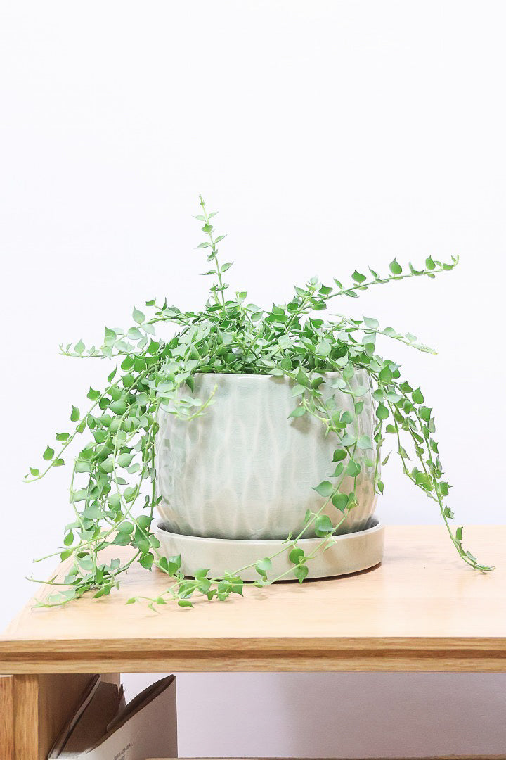 ディスキディア ミリオンハート グリーンGR61894| 観葉植物の通信販売