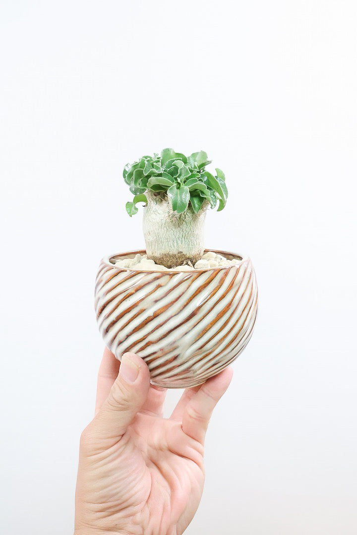 【パキポディウム サンデルシー】極太過ぎる幹！トゲトゲ＆ムキムキの幹がとってもかわいい塊根植物。ここから大きく育ててみるのも楽しいですよ！