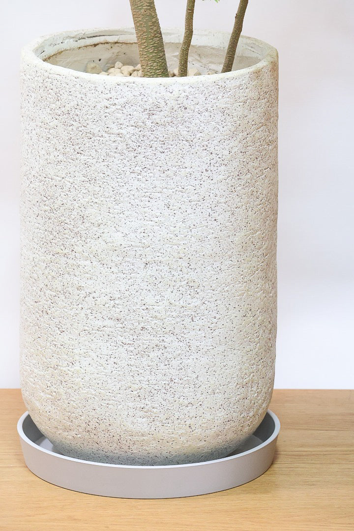 【エバーフレッシュ】BIGな170cm！当店の取り扱いでは最大級に大きいサイズだと思います！大き目をお探しの方はぜひ！
