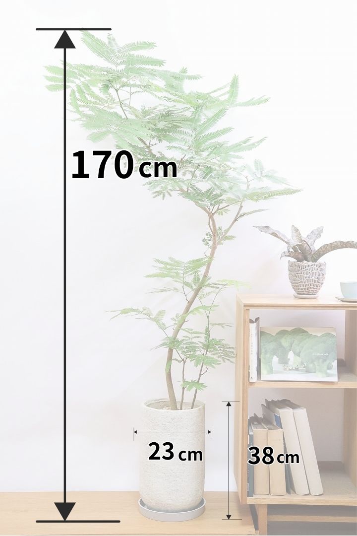 【エバーフレッシュ】BIGな170cm！当店の取り扱いでは最大級に大きいサイズだと思います！大き目をお探しの方はぜひ！
