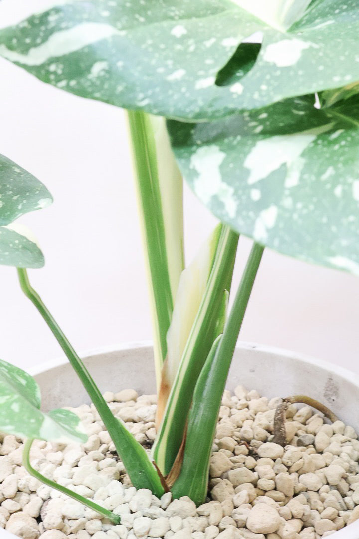 【モンステラ タイコンステレーション】見事なまでのハーフムーン！これはかなりレアな葉っぱです！