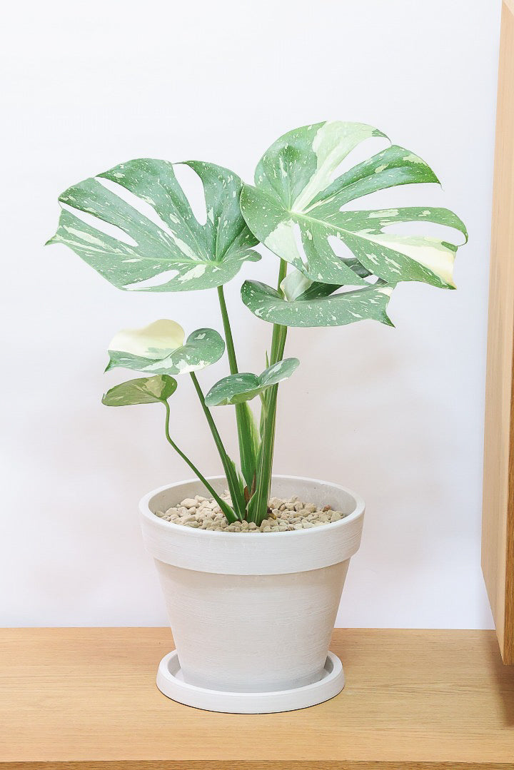 モンステラ タイコンステレーションPP61907C| 観葉植物の通信販売