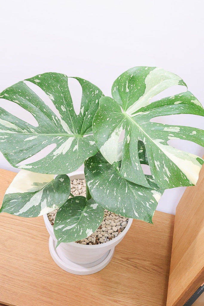 モンステラ タイコンステレーションPP61907C| 観葉植物の通信販売