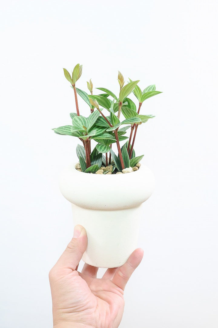 【ペペロミア  プテオラータ】ひときわくっきりとした縦じまが特徴！新芽はとてもかわいいので必見ですよ！