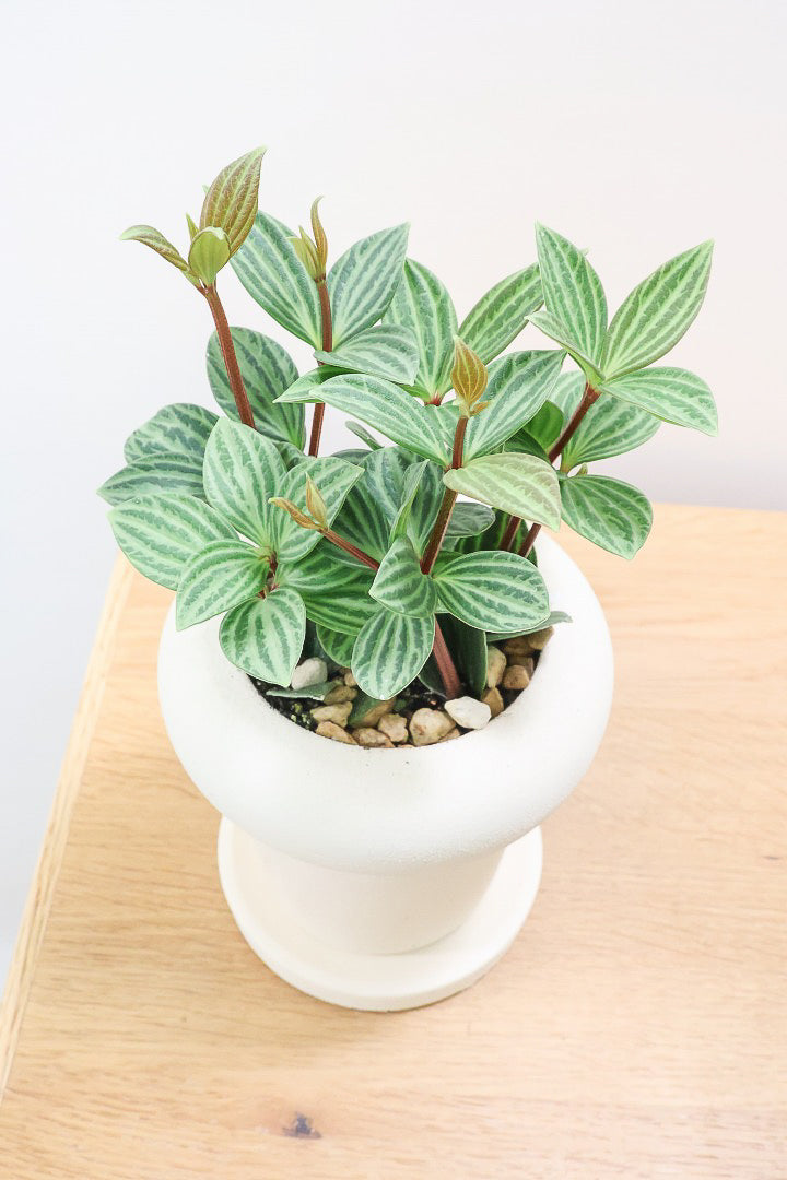 【ペペロミア  プテオラータ】ひときわくっきりとした縦じまが特徴！新芽はとてもかわいいので必見ですよ！