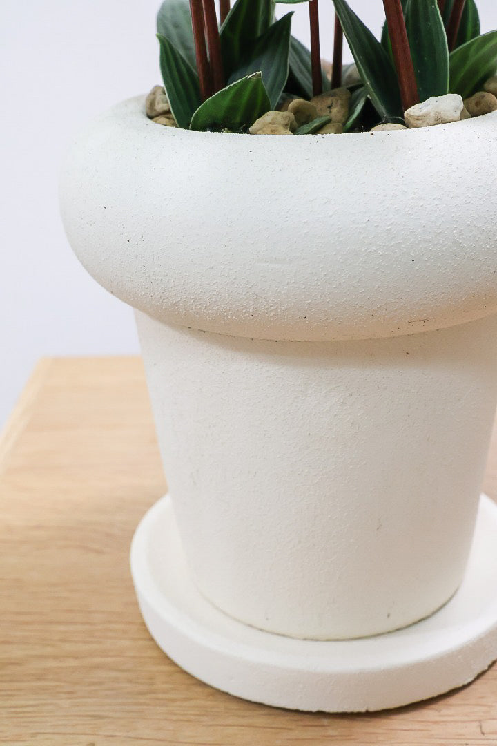 【ペペロミア  プテオラータ】ひときわくっきりとした縦じまが特徴！新芽はとてもかわいいので必見ですよ！