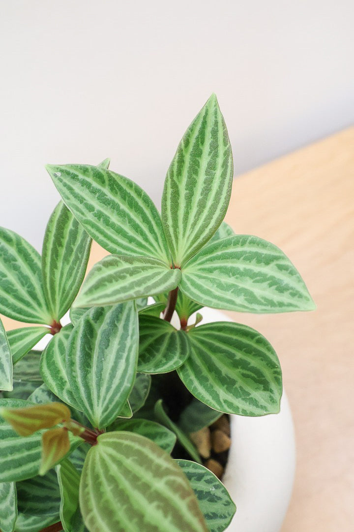 【ペペロミア  プテオラータ】ひときわくっきりとした縦じまが特徴！新芽はとてもかわいいので必見ですよ！