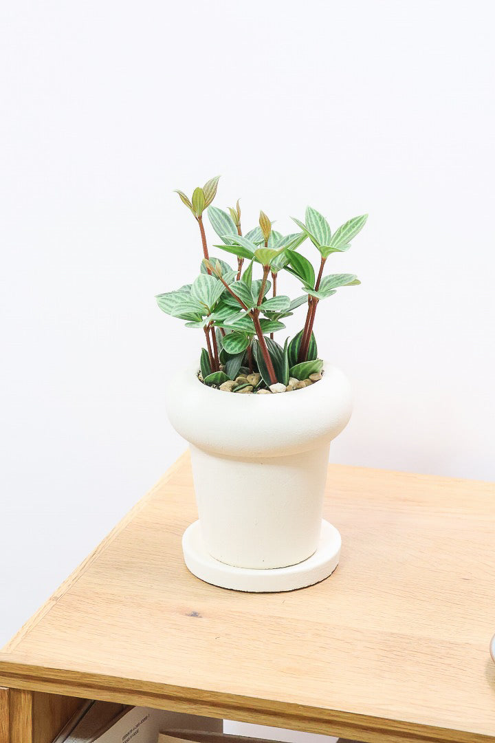 【ペペロミア  プテオラータ】ひときわくっきりとした縦じまが特徴！新芽はとてもかわいいので必見ですよ！