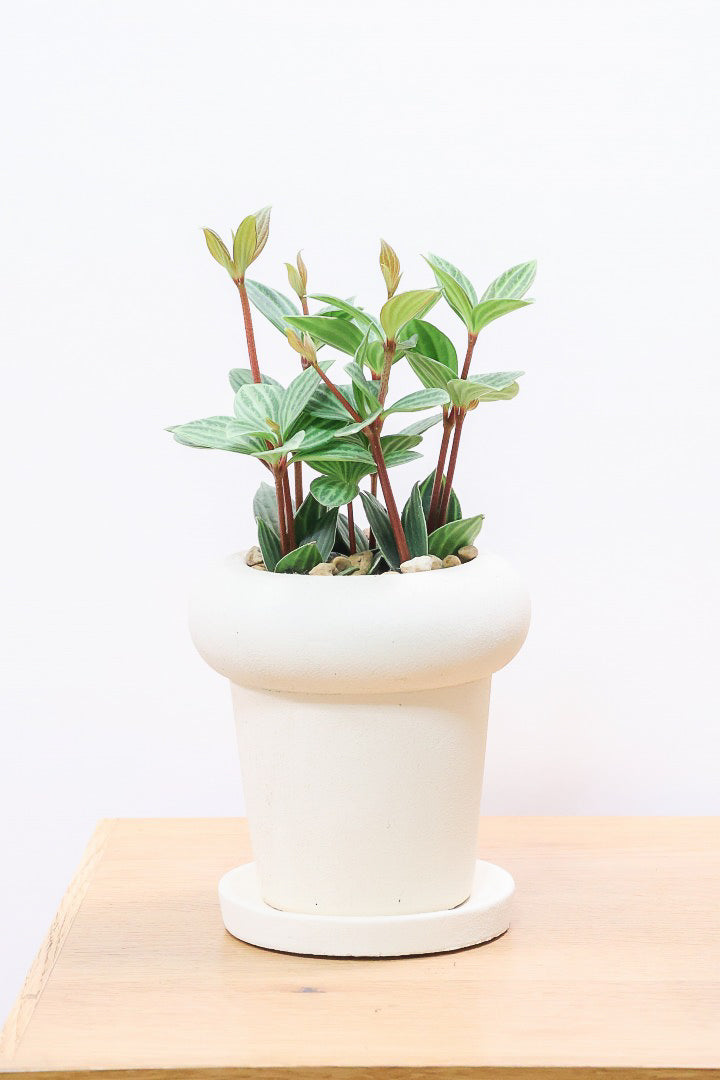 【ペペロミア  プテオラータ】ひときわくっきりとした縦じまが特徴！新芽はとてもかわいいので必見ですよ！