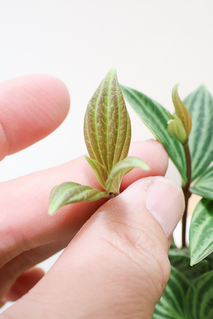 【ペペロミア  プテオラータ】ひときわくっきりとした縦じまが特徴！新芽はとてもかわいいので必見ですよ！