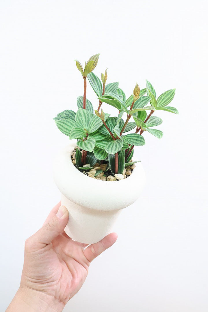 【ペペロミア  プテオラータ】ひときわくっきりとした縦じまが特徴！新芽はとてもかわいいので必見ですよ！