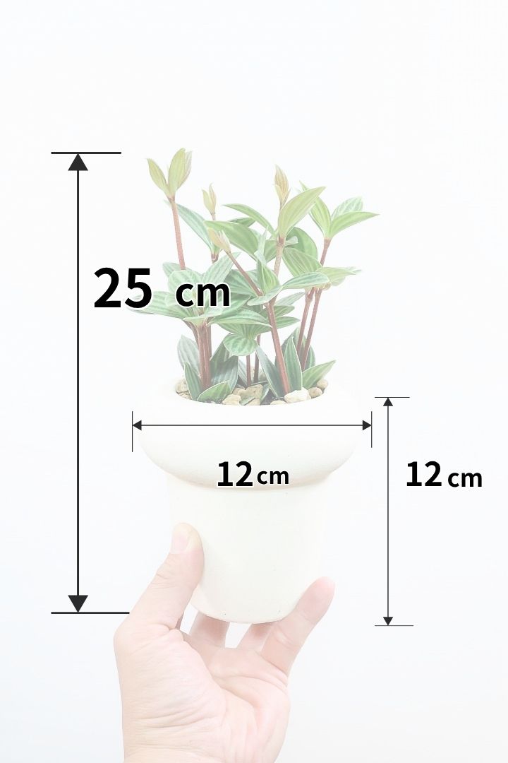 【ペペロミア  プテオラータ】ひときわくっきりとした縦じまが特徴！新芽はとてもかわいいので必見ですよ！