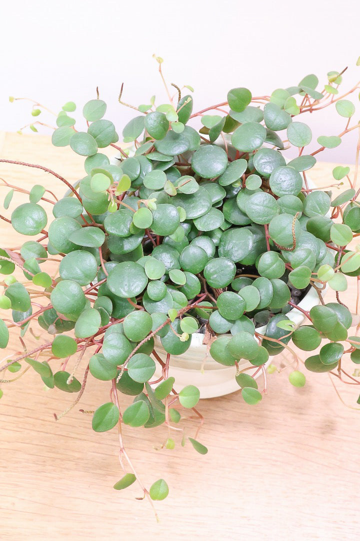 【ペペロミア ペッパースポット】APEGO初入荷の品種。丸い葉っぱが凄くかわいい品種なんですよ！