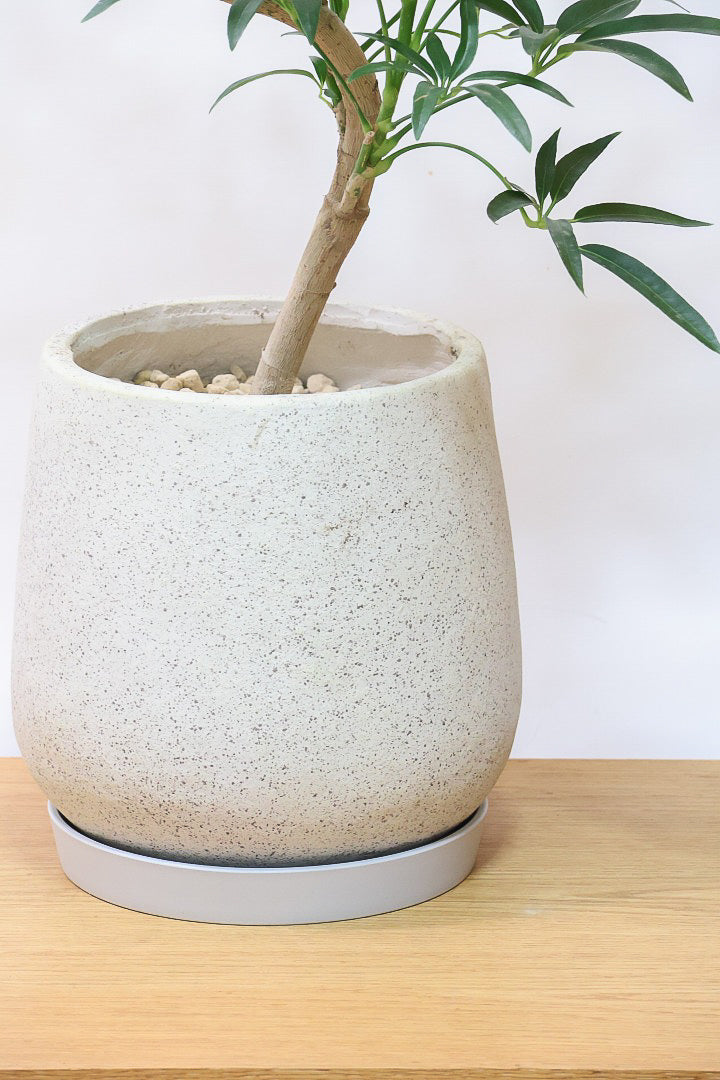 シェフレラ アンガスティフォリアIV61923| 観葉植物の通信販売 | APEGO