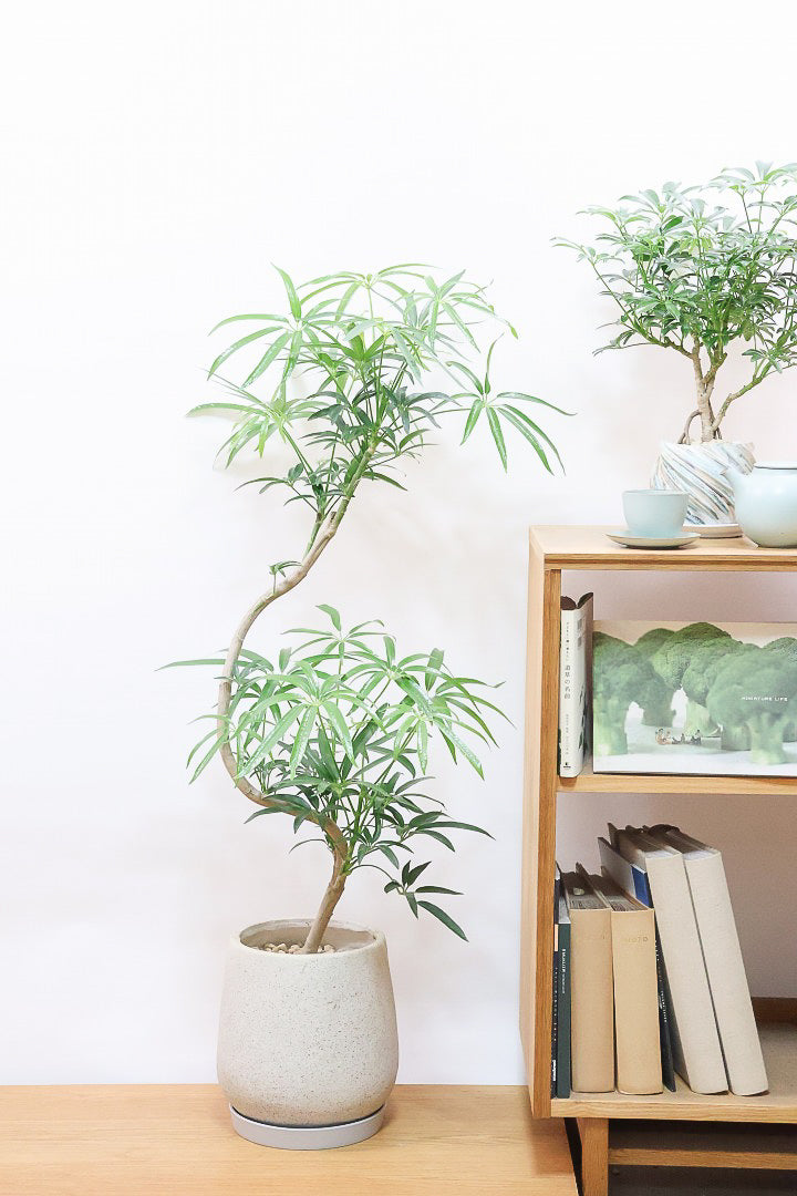 シェフレラ アンガスティフォリアIV61923| 観葉植物の通信販売 | APEGO