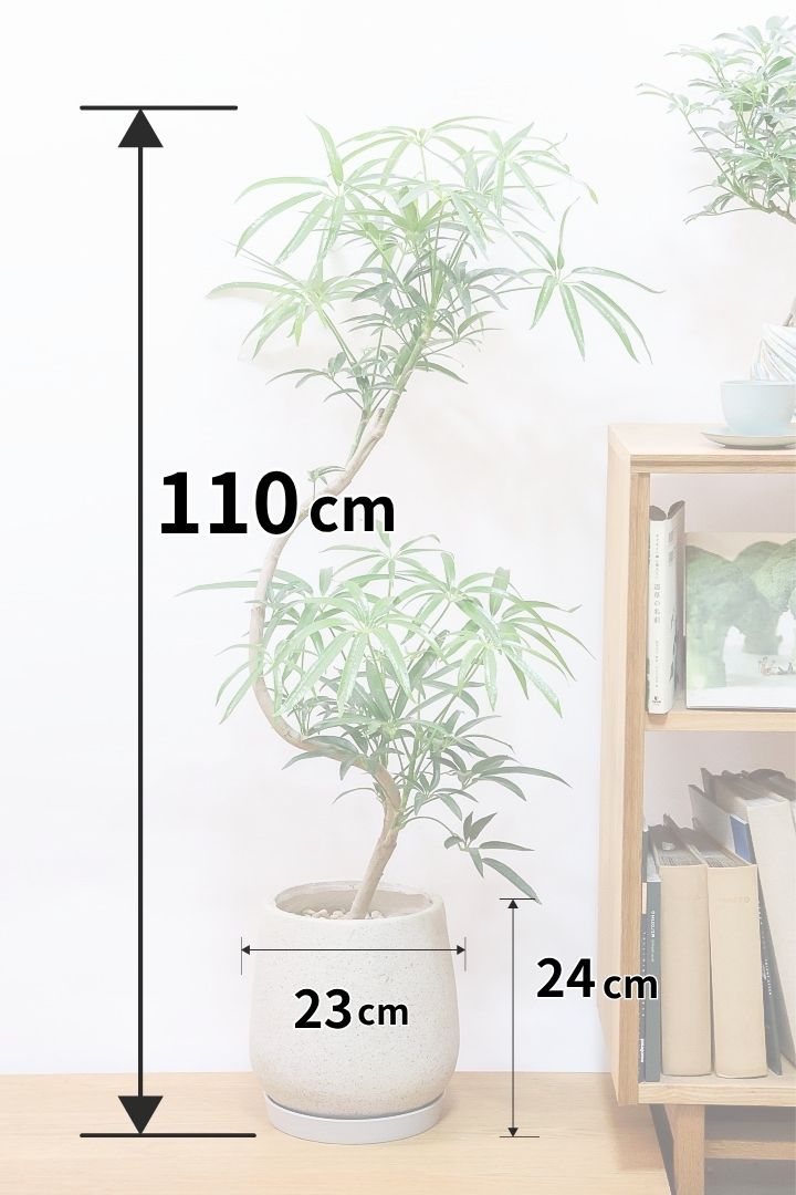 シェフレラ アンガスティフォリアIV61923| 観葉植物の通信販売 | APEGO