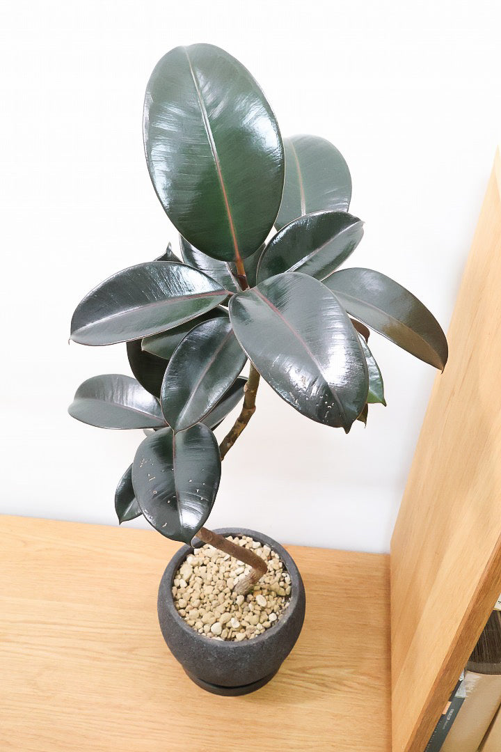 【フィカス・バーガンディ】素晴らしい植物を作る埼玉県の名人生産者さんが手がけました！素晴らしい樹形です！