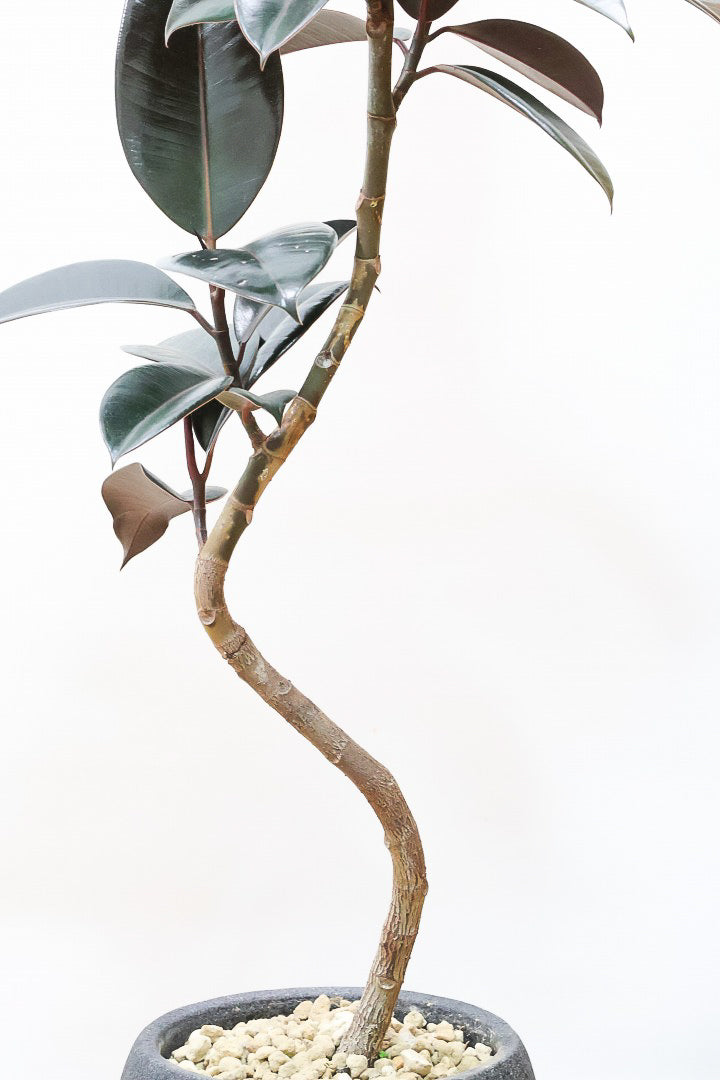 【フィカス・バーガンディ】素晴らしい植物を作る埼玉県の名人生産者さんが手がけました！素晴らしい樹形です！