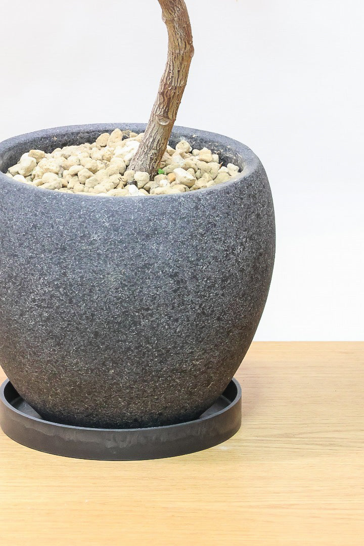 【フィカス・バーガンディ】素晴らしい植物を作る埼玉県の名人生産者さんが手がけました！素晴らしい樹形です！
