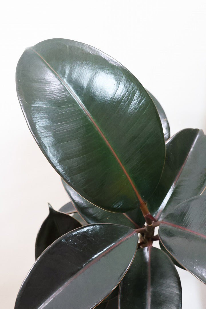 【フィカス・バーガンディ】素晴らしい植物を作る埼玉県の名人生産者さんが手がけました！素晴らしい樹形です！