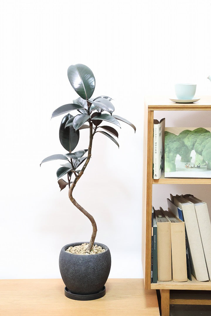 【フィカス・バーガンディ】素晴らしい植物を作る埼玉県の名人生産者さんが手がけました！素晴らしい樹形です！