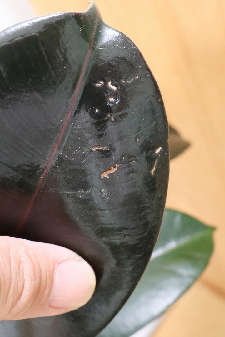 【フィカス・バーガンディ】素晴らしい植物を作る埼玉県の名人生産者さんが手がけました！素晴らしい樹形です！