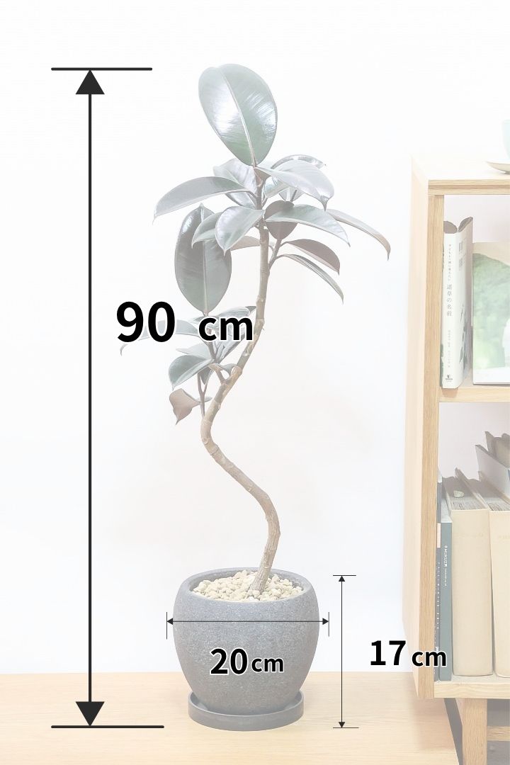 ゴムの木の挿し木、成功のカギは「水」にあり| 観葉植物の基礎知識|APEGO