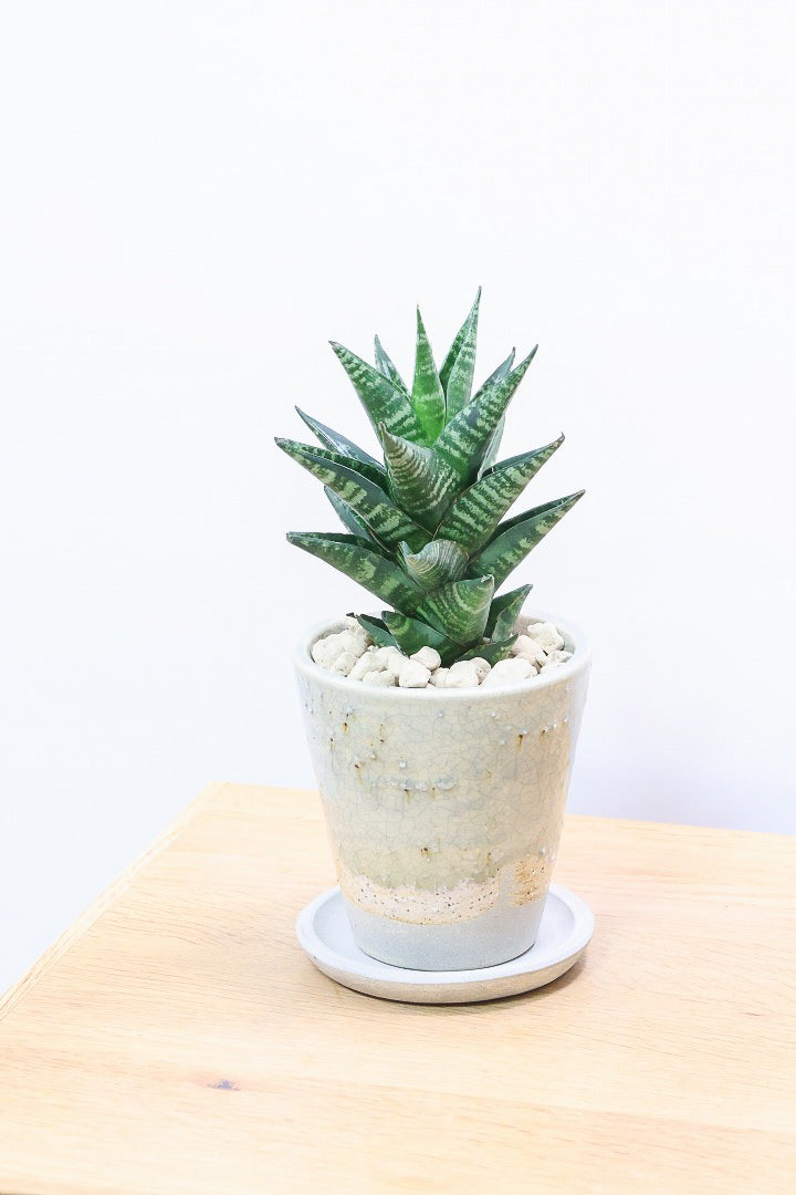 サンスベリア タイハイブリッドGL61928| 観葉植物の通信販売 | APEGO