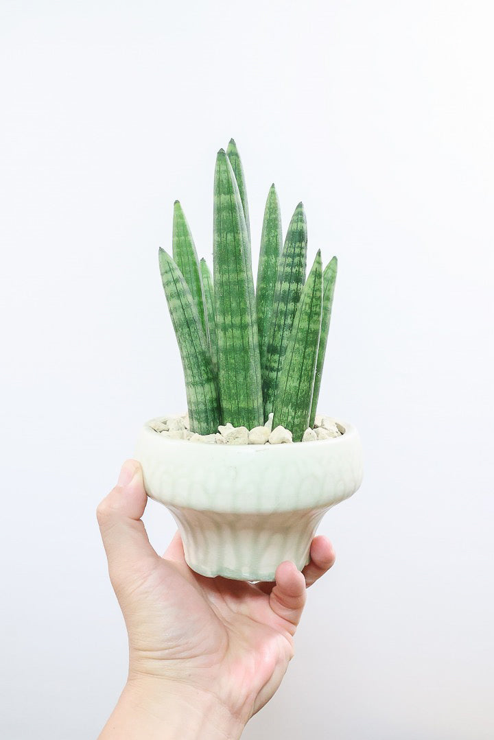サンスベリア スタッキーY61929| 観葉植物の通信販売 | APEGO(アペーゴ)