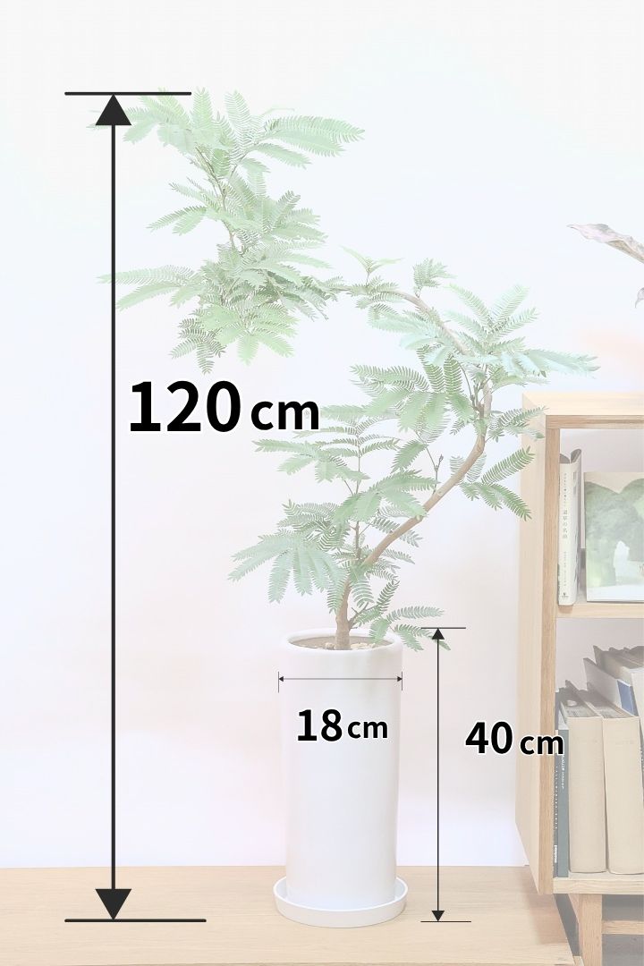 【エバーフレッシュ】育てやすく管理のしやすいサイズ感だと思います！葉のバランスがとてもイイ感じですのでおススメです！