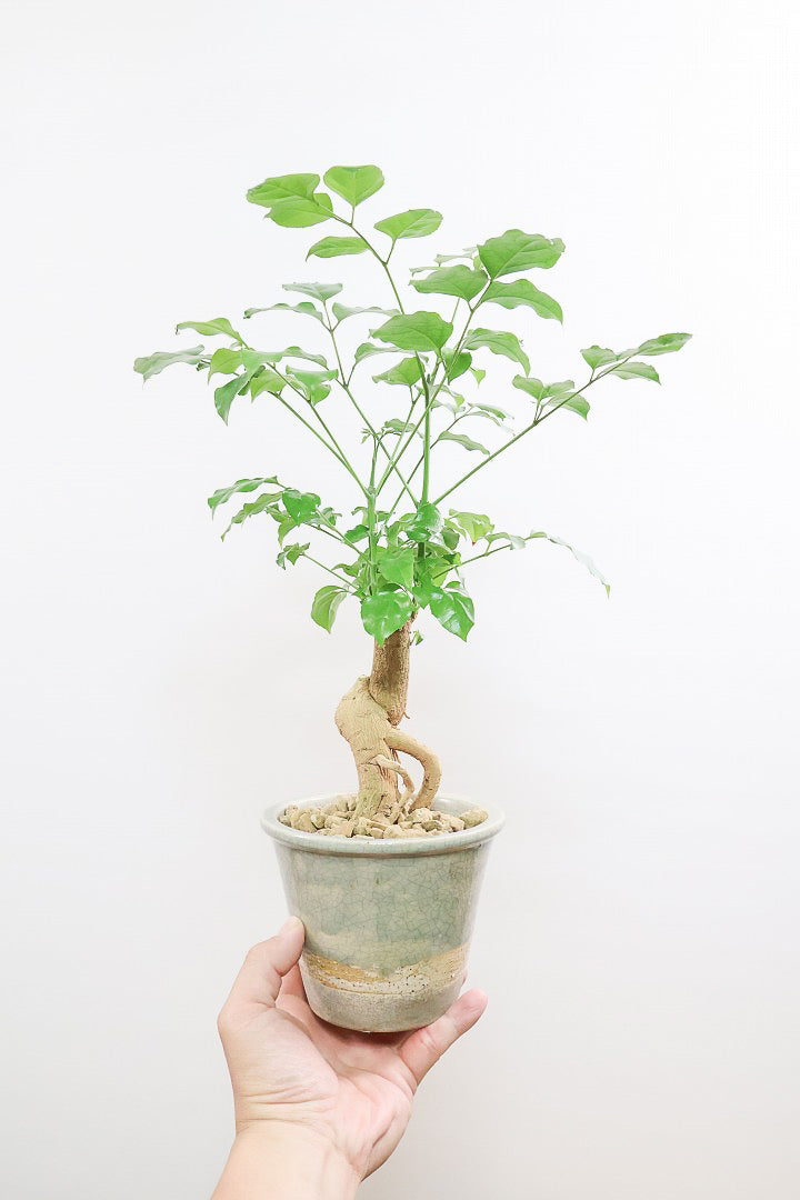 【ヘテロパナックス】今回はシンプルな幹。シンプルな中にも個性があふれる幹なんです！ボリュームもありますよ！