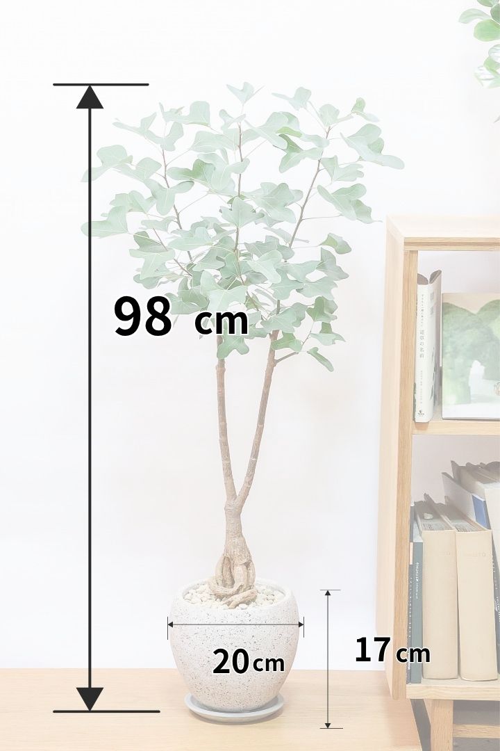 ブラキキトン ポプルネウスCO61938| 観葉植物の通信販売 | APEGO(アペーゴ)