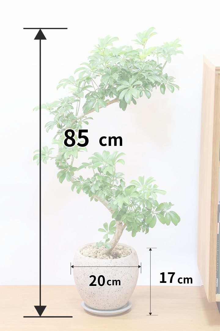 シェフレラ•レナータ♪ 160cm APEGO(アペーゴ) | 観葉植物の通信販売 レナータW61531| シェフレラ リビングサイズ♪ シェフレラ・ カポック