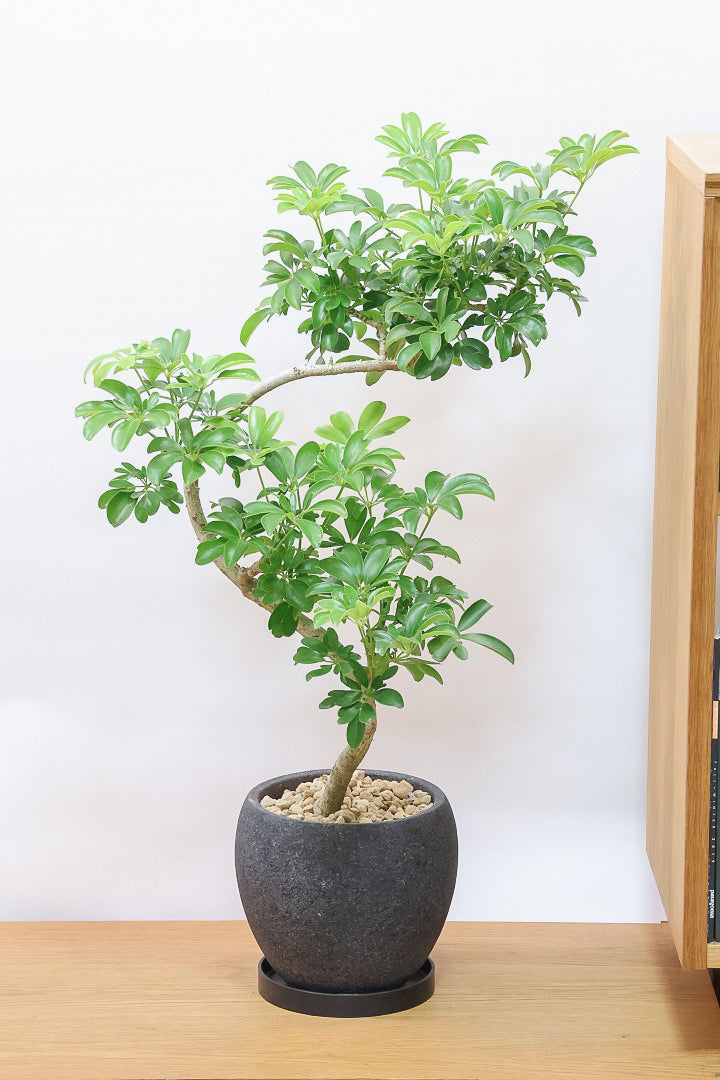 【シェフレラ レナータ】今回はシックなグレーPOT！温暖な鹿児島県指宿市で育てられたとても美しいカーブの樹形です！