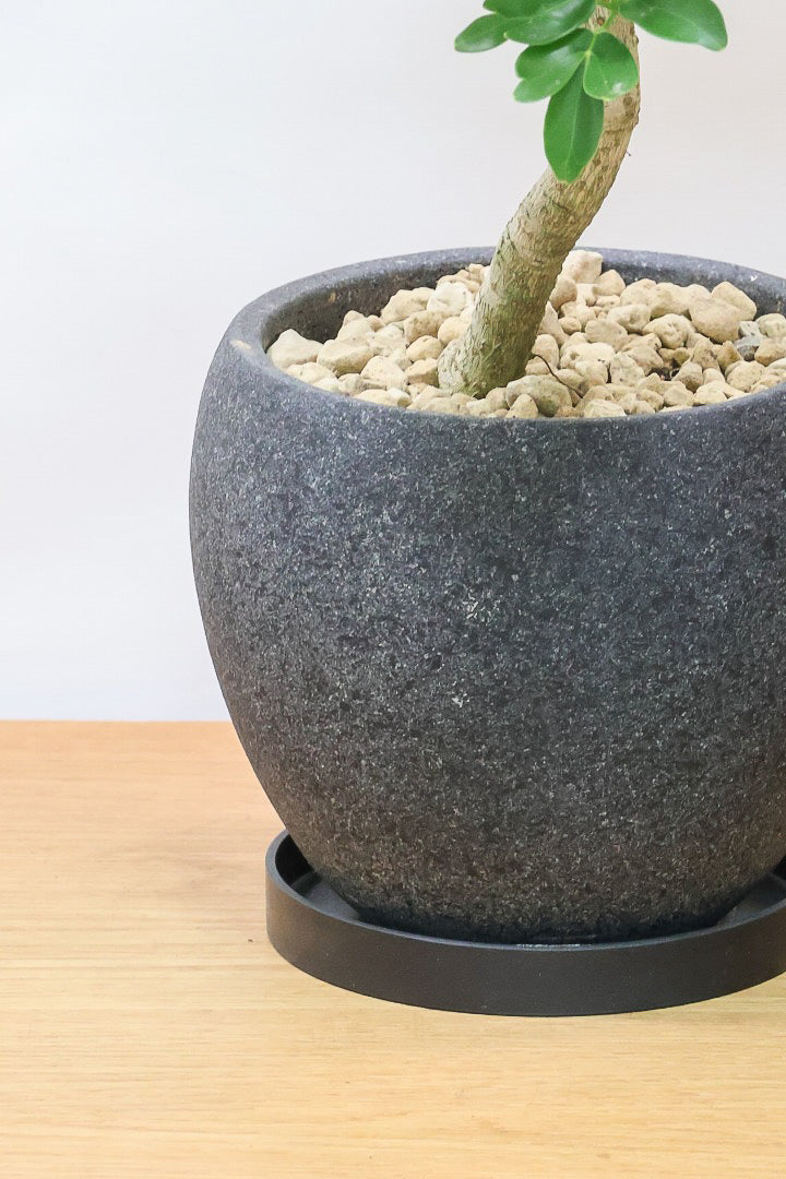 【シェフレラ レナータ】今回はシックなグレーPOT！温暖な鹿児島県指宿市で育てられたとても美しいカーブの樹形です！