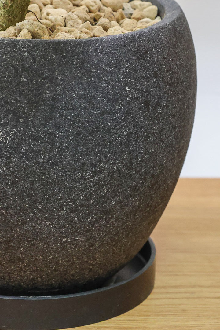 【シェフレラ レナータ】今回はシックなグレーPOT！温暖な鹿児島県指宿市で育てられたとても美しいカーブの樹形です！