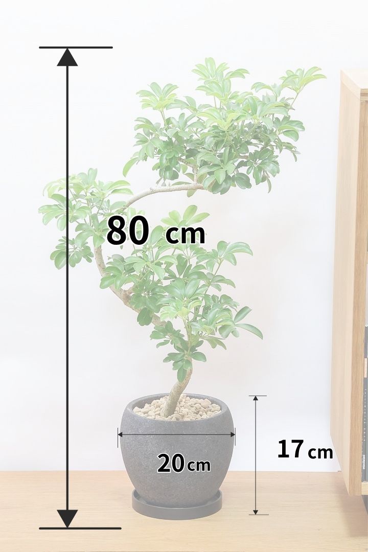 【シェフレラ レナータ】今回はシックなグレーPOT！温暖な鹿児島県指宿市で育てられたとても美しいカーブの樹形です！
