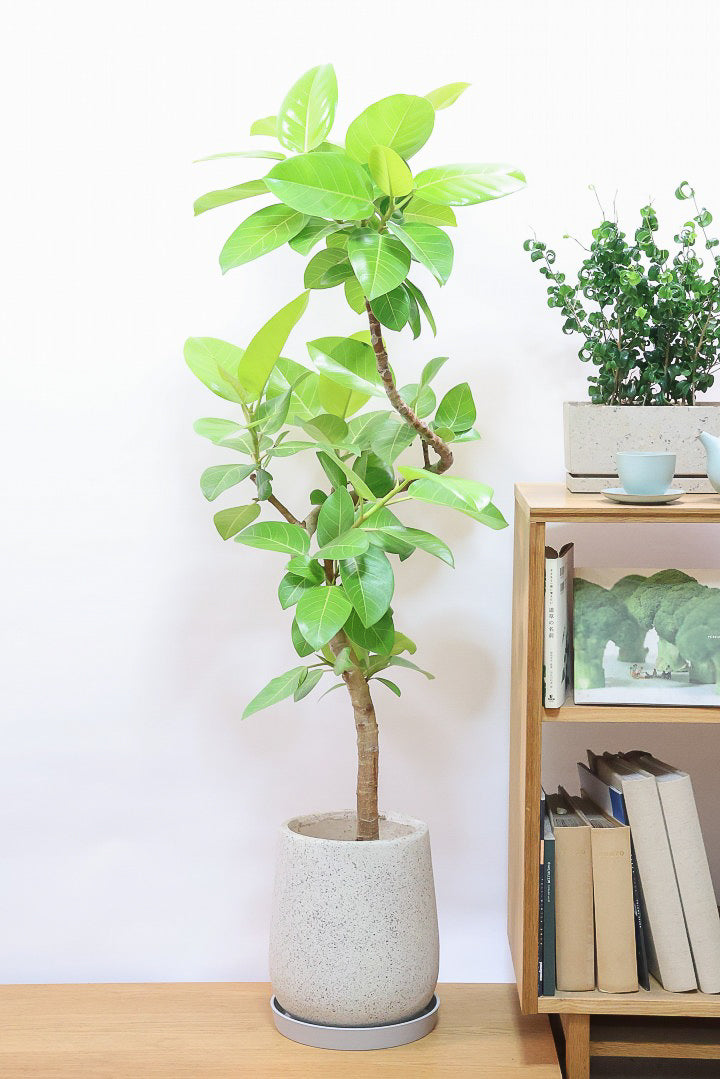 見つけたらラッキー！斑入りのゴムの木とは？| 観葉植物の基礎知識|APEGO