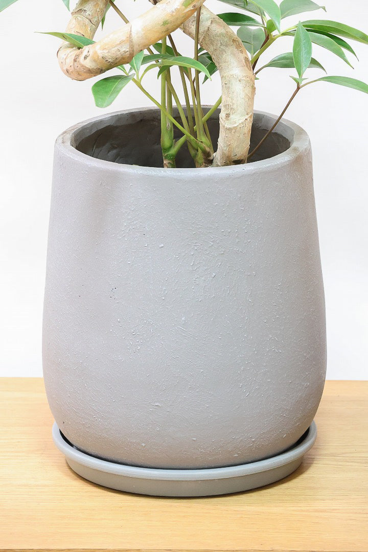 【チュピタンサス】沖縄で育てられた存在感のある樹形！このサイズは久々の入荷です！お部屋のインテリアにぜひ！