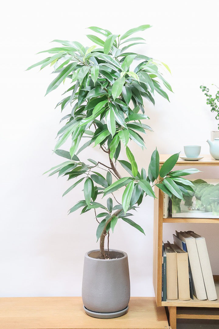 見つけたらラッキー！斑入りのゴムの木とは？| 観葉植物の基礎知識|APEGO