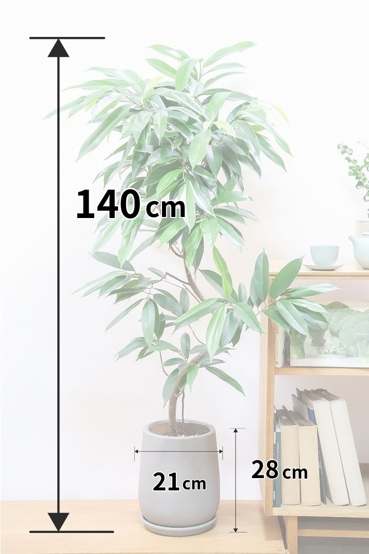 ゴムの木の挿し木、成功のカギは「水」にあり| 観葉植物の基礎知識|APEGO