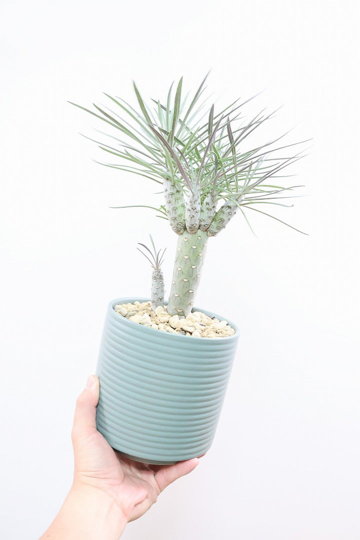 【モンキーツリー】極太の幹！幸せが訪れる言い伝えがあります♪茨城県のモンキーツリーの生産者さんの選りすぐりの個体です！