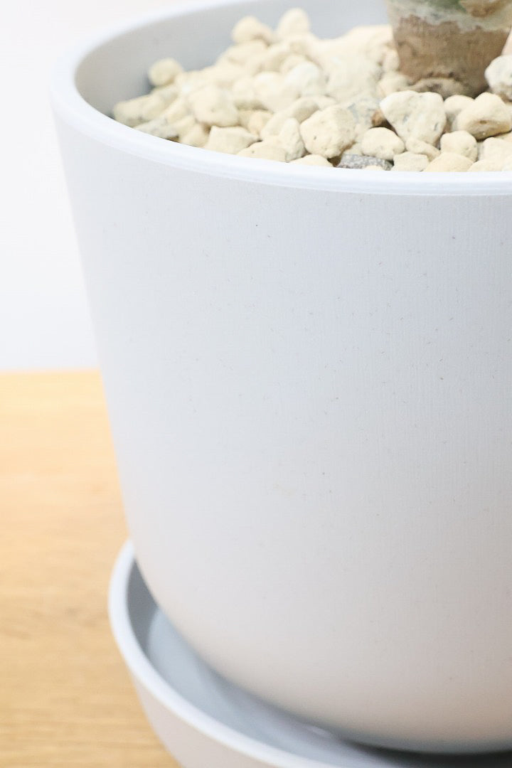 【モンキーツリー】軽量なプラスチックPOT！そして極太の幹タイプ！幸せが訪れる言い伝えがあります♪茨城県のモンキーツリーの生産者さんの選りすぐりの個体です！