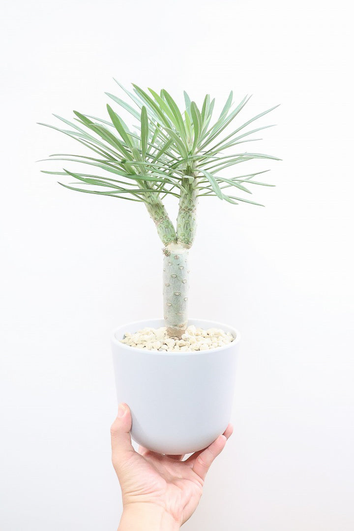 【モンキーツリー】軽量なプラスチックPOT！そして極太の幹タイプ！幸せが訪れる言い伝えがあります♪茨城県のモンキーツリーの生産者さんの選りすぐりの個体です！