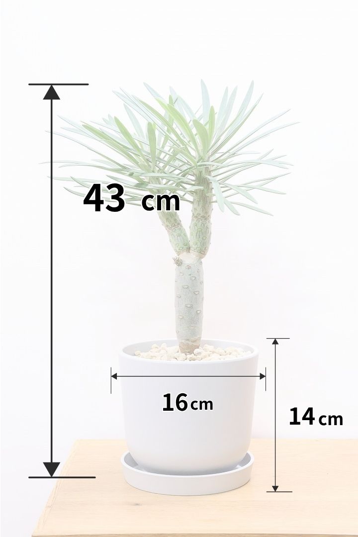 【モンキーツリー】軽量なプラスチックPOT！そして極太の幹タイプ！幸せが訪れる言い伝えがあります♪茨城県のモンキーツリーの生産者さんの選りすぐりの個体です！