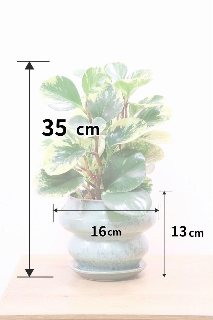 【ペペロミア イエロー】ボリュームのあるタイプ！ペペロミアの中でも大き目の葉。特に今回は発色の良い個体を選んできましたよ！